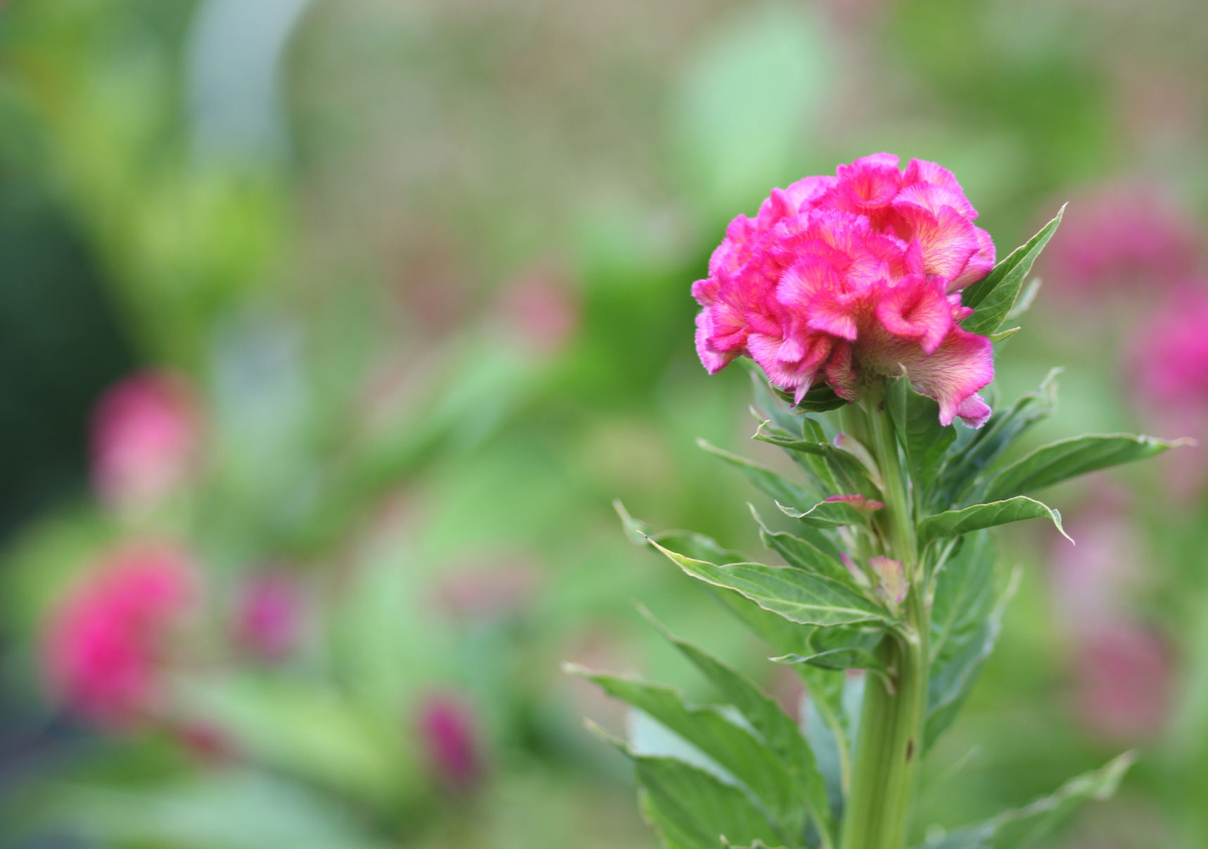 Celosia